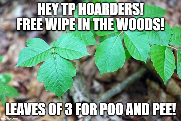 free toilet paper | HEY TP HOARDERS! FREE WIPE IN THE WOODS! LEAVES OF 3 FOR POO AND PEE! | image tagged in coronavirus,funny,meme,toilet paper,no more toilet paper,poison ivy | made w/ Imgflip meme maker