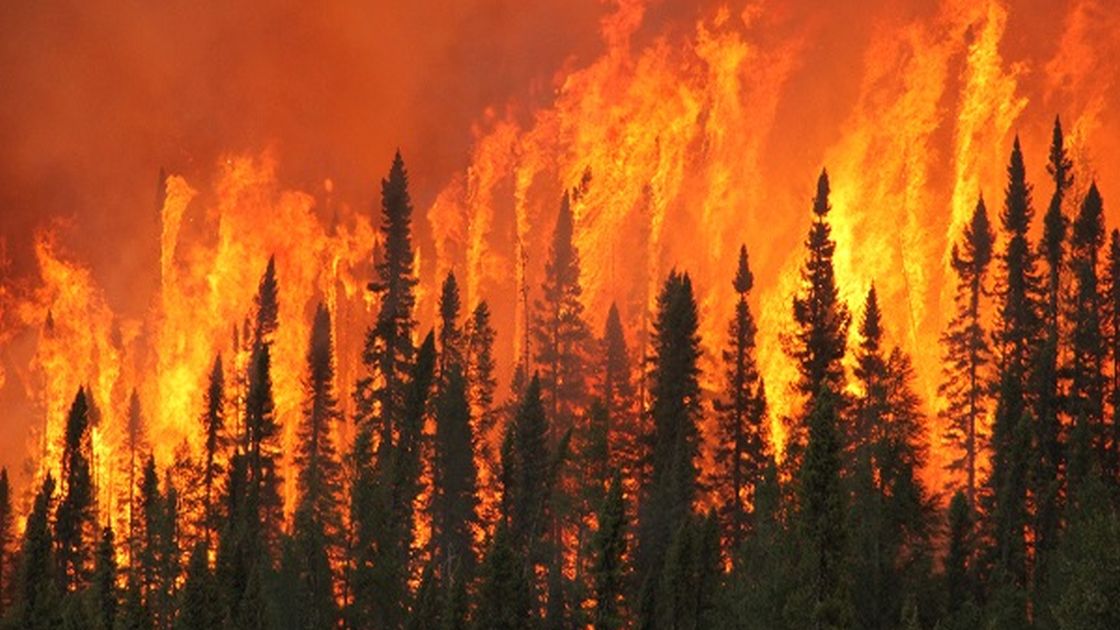 Forest fire Blank Meme Template