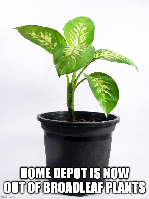 Plant | HOME DEPOT IS NOW OUT OF BROADLEAF PLANTS | image tagged in plant | made w/ Imgflip meme maker