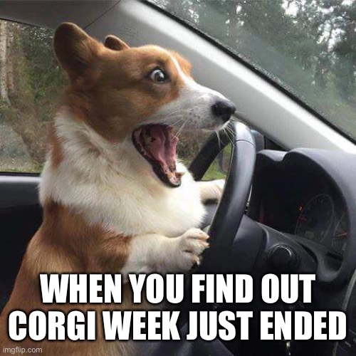 Rage Corgi | WHEN YOU FIND OUT CORGI WEEK JUST ENDED | image tagged in rage corgi | made w/ Imgflip meme maker