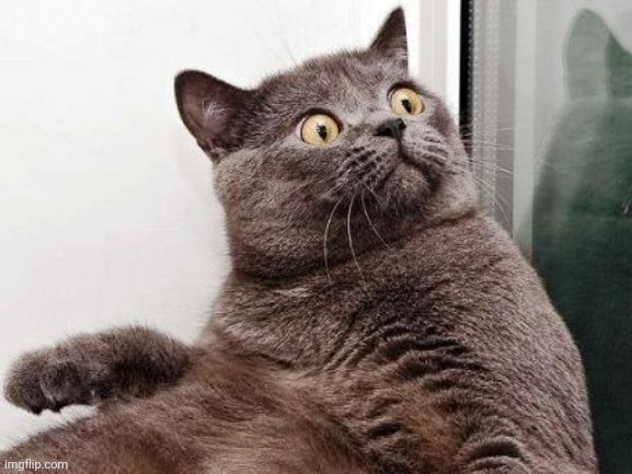 Surprised cat | image tagged in surprised cat | made w/ Imgflip meme maker