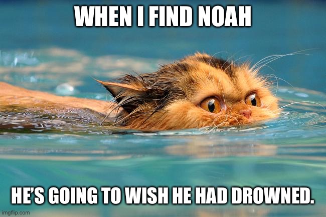 Swimming Cat | WHEN I FIND NOAH; HE’S GOING TO WISH HE HAD DROWNED. | image tagged in swimming cat | made w/ Imgflip meme maker