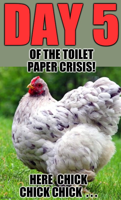 RedNeck TP | DAY 5; OF THE TOILET PAPER CRISIS! HERE  CHICK CHICK CHICK  . . . | image tagged in redneck wisdom,no more toilet paper,panic,coronavirus,disaster,emergency | made w/ Imgflip meme maker