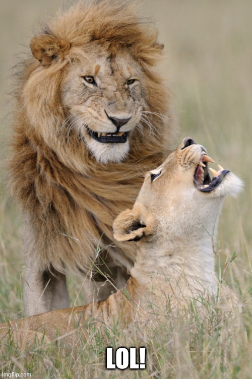 Plotting Lions | LOL! | image tagged in plotting lions | made w/ Imgflip meme maker