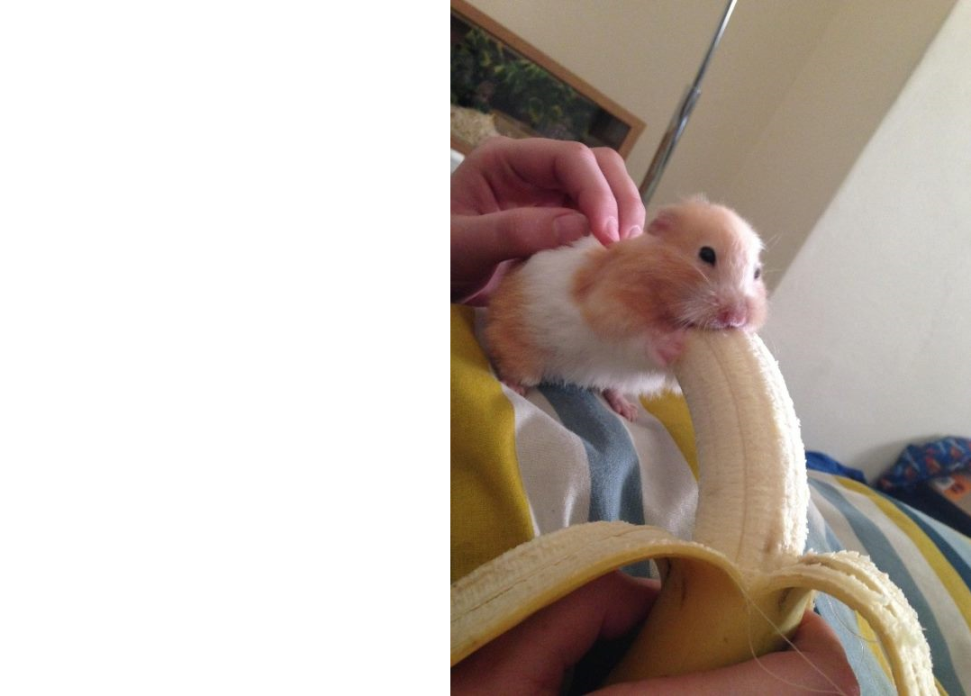 High Quality Hamster eating banana Blank Meme Template