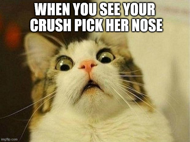 Scared Cat | WHEN YOU SEE YOUR  CRUSH PICK HER NOSE | image tagged in memes,scared cat | made w/ Imgflip meme maker