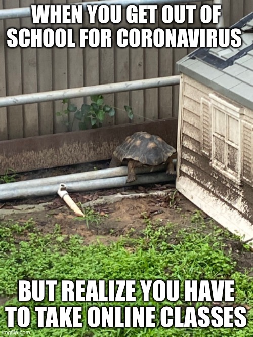 Hiding Tortoise | WHEN YOU GET OUT OF SCHOOL FOR CORONAVIRUS; BUT REALIZE YOU HAVE TO TAKE ONLINE CLASSES | image tagged in tortoise,coronavirus,school | made w/ Imgflip meme maker