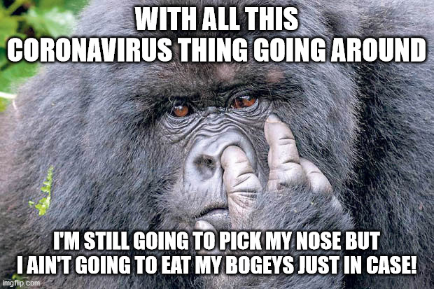 Bogey picking gorilla | WITH ALL THIS CORONAVIRUS THING GOING AROUND; I'M STILL GOING TO PICK MY NOSE BUT I AIN'T GOING TO EAT MY BOGEYS JUST IN CASE! | image tagged in coronavirus,gorilla,snot,nose | made w/ Imgflip meme maker
