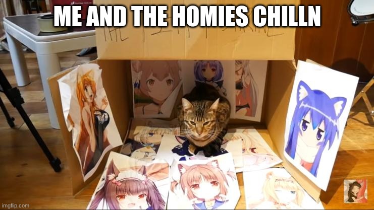 The T(K)itty Shrine | ME AND THE HOMIES CHILLN | image tagged in the tkitty shrine | made w/ Imgflip meme maker