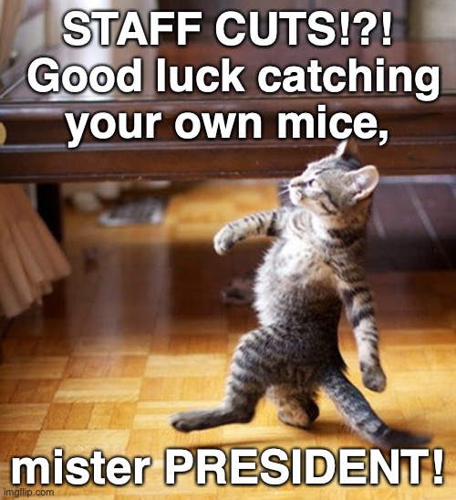 Cat Walking Like A Boss |  STAFF CUTS!?!  Good luck catching your own mice, mister PRESIDENT! | image tagged in cat walking like a boss | made w/ Imgflip meme maker
