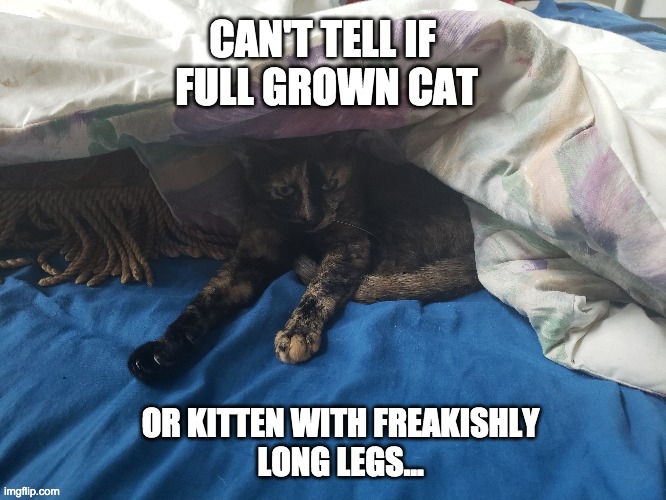CAN'T TELL IF 
FULL GROWN CAT; OR KITTEN WITH FREAKISHLY
LONG LEGS... | image tagged in cat | made w/ Imgflip meme maker