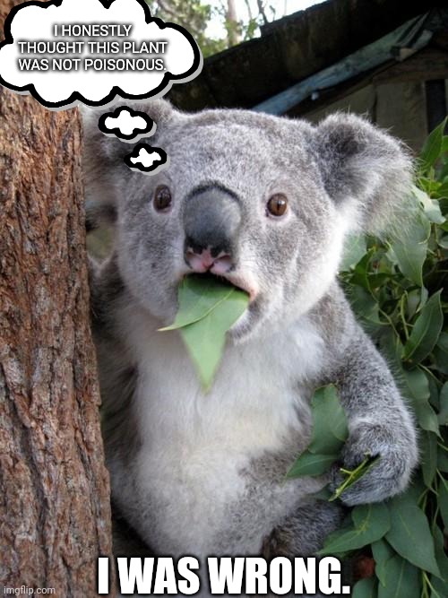 Surprised Koala Meme | I HONESTLY THOUGHT THIS PLANT WAS NOT POISONOUS. I WAS WRONG. | image tagged in memes,surprised koala | made w/ Imgflip meme maker