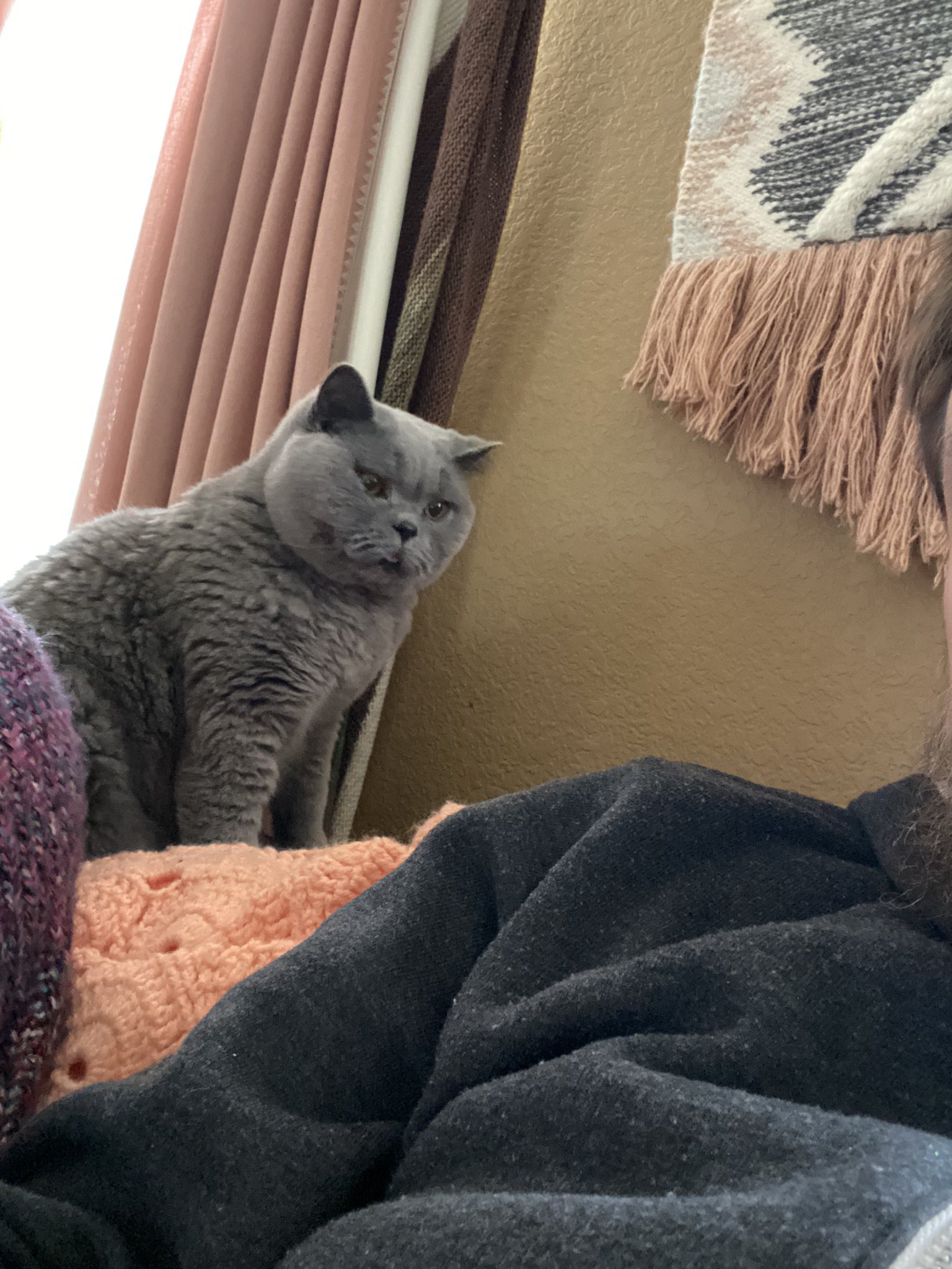 Disapproving Cat Blank Meme Template