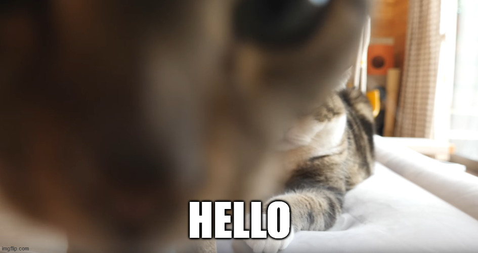 hi | HELLO | image tagged in maru,cat,curious | made w/ Imgflip meme maker