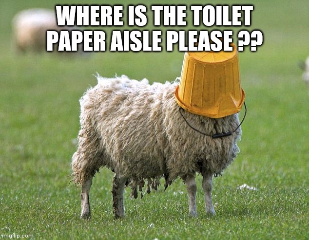 stupid sheep | WHERE IS THE TOILET PAPER AISLE PLEASE ?? | image tagged in stupid sheep | made w/ Imgflip meme maker