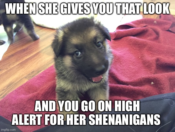 WHEN SHE GIVES YOU THAT LOOK; AND YOU GO ON HIGH ALERT FOR HER SHENANIGANS | image tagged in funny memes,pranks,cute puppies | made w/ Imgflip meme maker