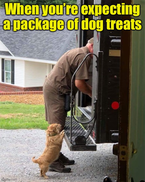 Where’s my Milk-bones? | When you’re expecting a package of dog treats | image tagged in memes,ups,delivery,dog,cute dog | made w/ Imgflip meme maker