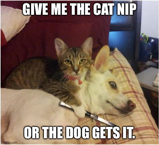Warning killer cat | GIVE ME THE CAT NIP; OR THE DOG GETS IT. | image tagged in warning killer cat | made w/ Imgflip meme maker