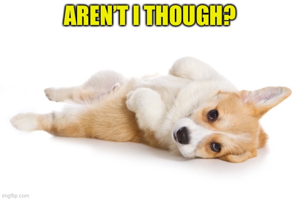 Give me a belly rub | AREN’T I THOUGH? | image tagged in give me a belly rub | made w/ Imgflip meme maker