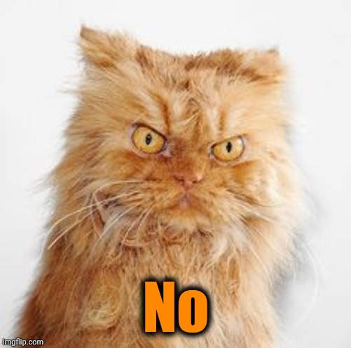 mean cat | No | image tagged in mean cat | made w/ Imgflip meme maker
