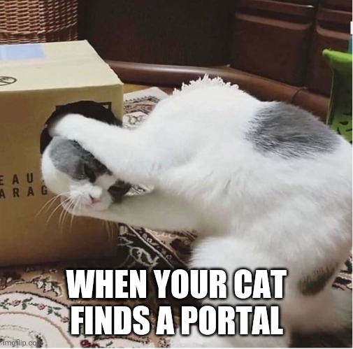 WHEN YOUR CAT FINDS A PORTAL | image tagged in cats,portal,box,funny,animals,pets | made w/ Imgflip meme maker