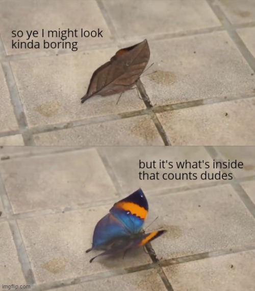 My dudes | image tagged in dude,dudes,inside,outside,butterfly | made w/ Imgflip meme maker