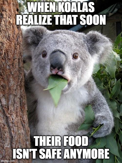 Soon We'll End Up Using Leaves | WHEN KOALAS REALIZE THAT SOON; THEIR FOOD ISN'T SAFE ANYMORE | image tagged in memes,surprised koala,covid-19 | made w/ Imgflip meme maker