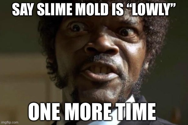 Pulp Fiction - Jules | SAY SLIME MOLD IS “LOWLY”; ONE MORE TIME | image tagged in pulp fiction - jules | made w/ Imgflip meme maker