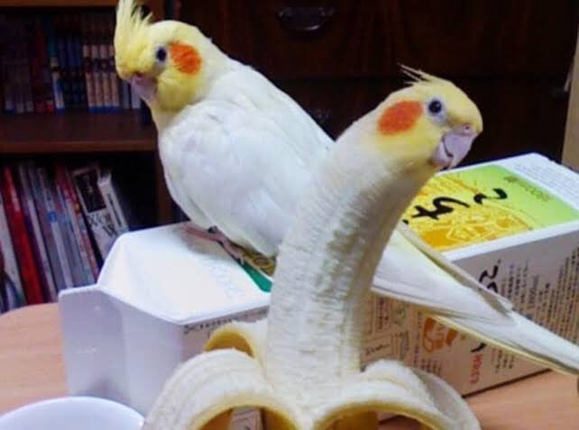 High Quality Banana Bird Blank Meme Template