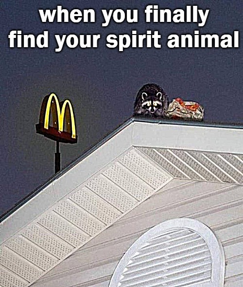 when you finally find your spirit animal | image tagged in raccoon | made w/ Imgflip meme maker