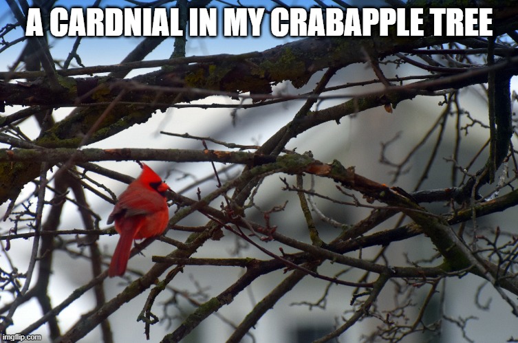 A CARDNIAL IN MY CRABAPPLE TREE | made w/ Imgflip meme maker