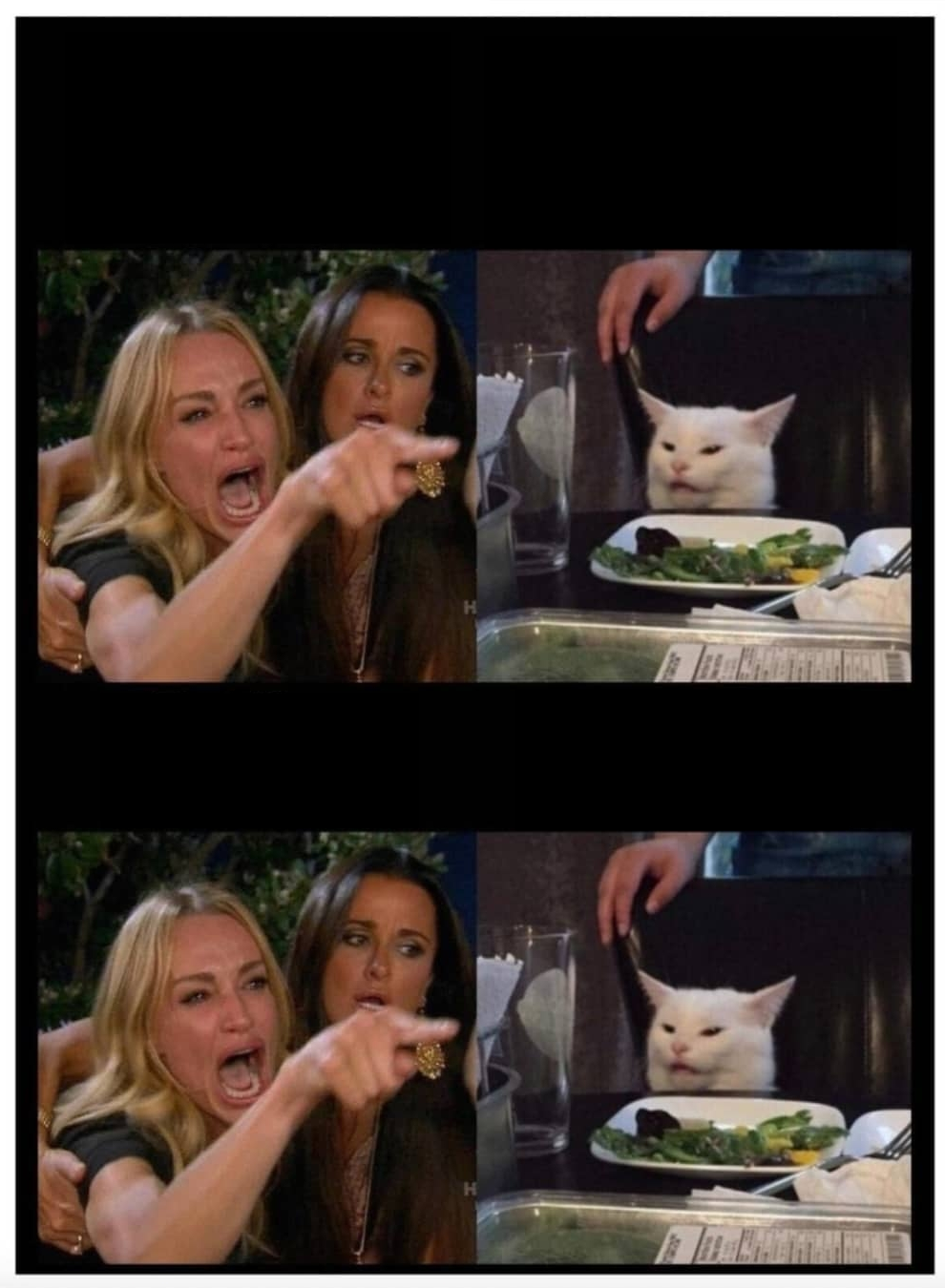 Woman yelling at a cat Blank Meme Template