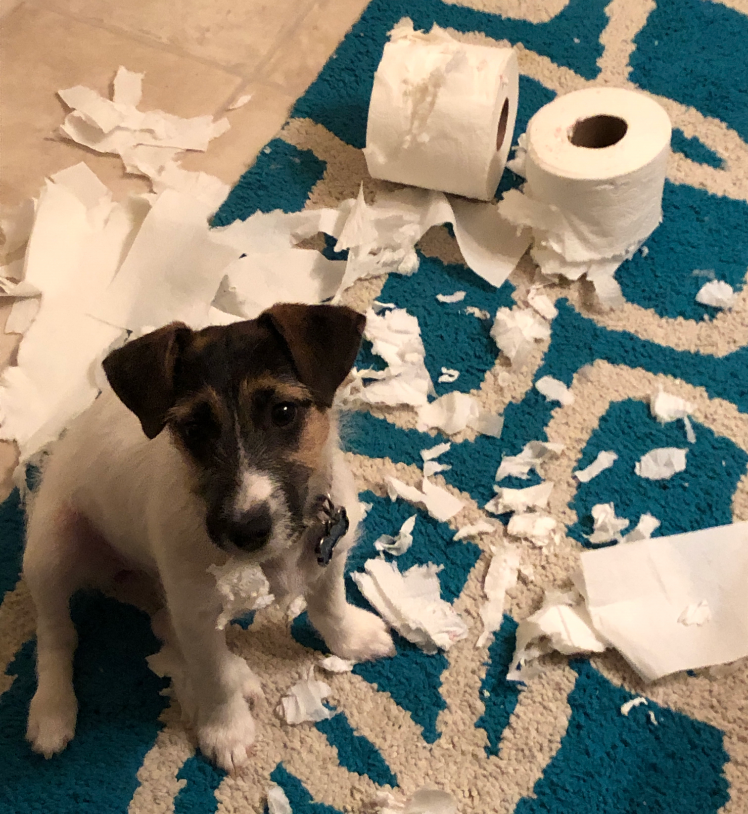 Dog destroys toilet paper Blank Meme Template