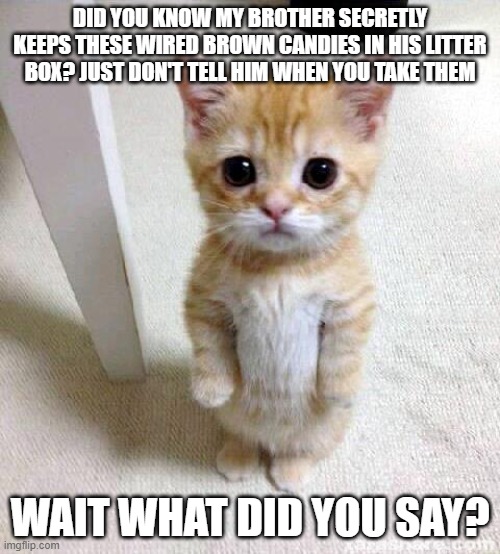 Cute Cat | DID YOU KNOW MY BROTHER SECRETLY KEEPS THESE WIRED BROWN CANDIES IN HIS LITTER BOX? JUST DON'T TELL HIM WHEN YOU TAKE THEM; WAIT WHAT DID YOU SAY? | image tagged in memes,cute cat | made w/ Imgflip meme maker