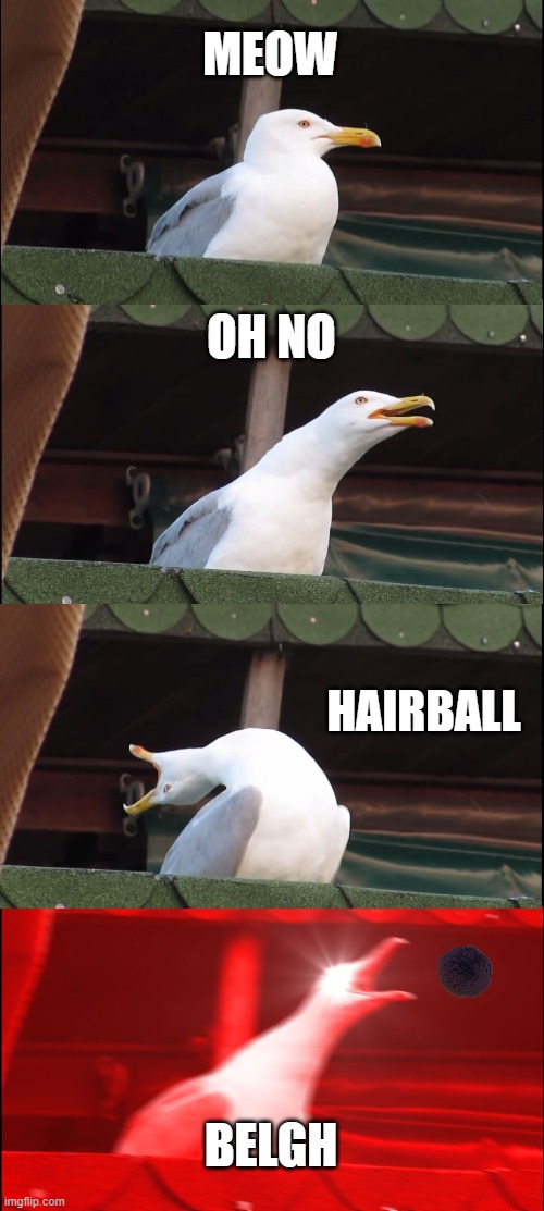 Hairball | MEOW; OH NO; HAIRBALL; BELGH | image tagged in memes,hairball,cat seagull | made w/ Imgflip meme maker