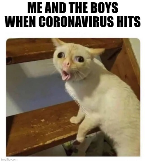 Every breath feels like a cough now | ME AND THE BOYS WHEN CORONAVIRUS HITS | image tagged in coughing cat,memes,funny memes,me and the boys,coronavirus,corona | made w/ Imgflip meme maker