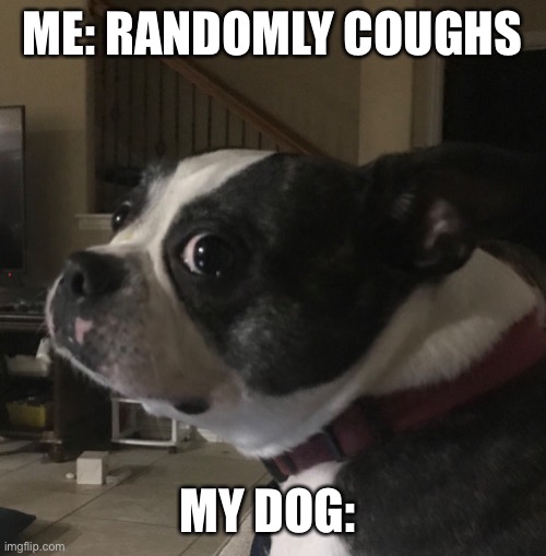ME: RANDOMLY COUGHS; MY DOG: | image tagged in coronavirus,dog,cough,scared | made w/ Imgflip meme maker