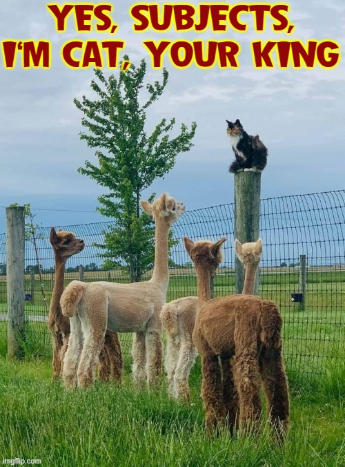 All Hail the King! | YES, SUBJECTS, I'M CAT, YOUR KING | image tagged in vince vance,the king of things,cats,hail pole cat,alpaca,llamas | made w/ Imgflip meme maker