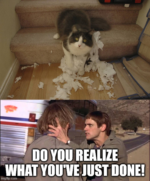DO YOU REALIZE WHAT YOU'VE JUST DONE! | image tagged in coronavirus,covid-19,toilet paper,cats,end of the world | made w/ Imgflip meme maker