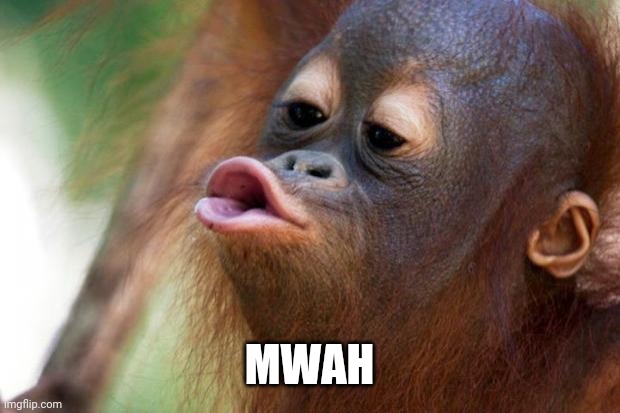 Orangutang Kiss | MWAH | image tagged in orangutang kiss | made w/ Imgflip meme maker