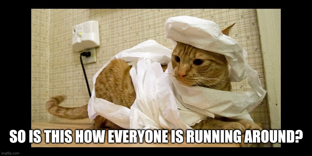 toilet paper mummy cat | SO IS THIS HOW EVERYONE IS RUNNING AROUND? | image tagged in toilet paper mummy cat | made w/ Imgflip meme maker
