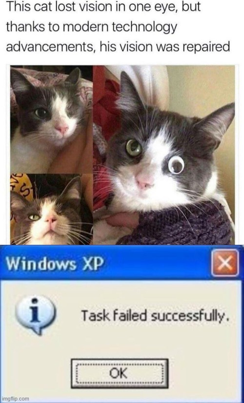 Oof | image tagged in task failed successfully,cats,crazy eyes,eyes,e | made w/ Imgflip meme maker