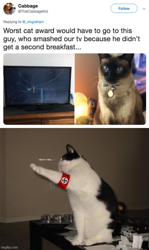 All Hail this Cat | image tagged in nazi salute cat,cats,tv,broken,hehehe | made w/ Imgflip meme maker