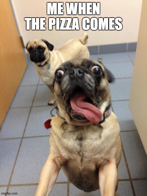 pug love | ME WHEN THE PIZZA COMES | image tagged in pug love | made w/ Imgflip meme maker