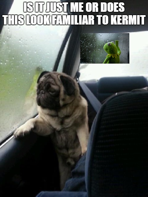 Introspective Pug | IS IT JUST ME OR DOES THIS LOOK FAMILIAR TO KERMIT | image tagged in introspective pug | made w/ Imgflip meme maker