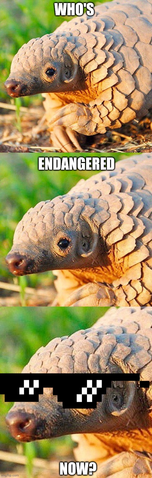 WHO'S; ENDANGERED; NOW? | image tagged in coronavirus,covid-19 | made w/ Imgflip meme maker