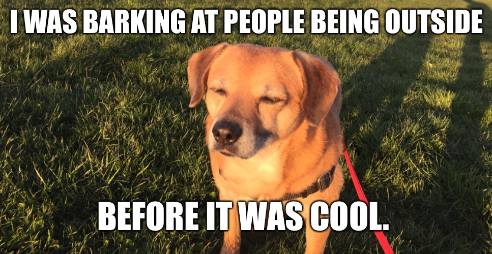 I WAS BARKING AT PEOPLE BEING OUTSIDE; BEFORE IT WAS COOL. | image tagged in dog,dogs,covid-19,coronavirus,puggle | made w/ Imgflip meme maker
