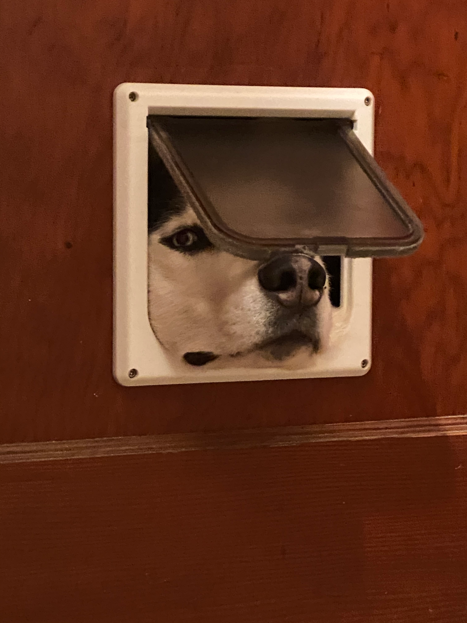 Denali Quarantined Blank Meme Template