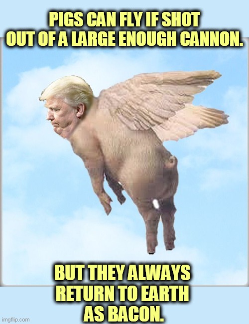 Oink | PIGS CAN FLY IF SHOT OUT OF A LARGE ENOUGH CANNON. BUT THEY ALWAYS 
RETURN TO EARTH 
AS BACON. | image tagged in pigs fly but come down as bacon trump,trump,pig,bacon | made w/ Imgflip meme maker