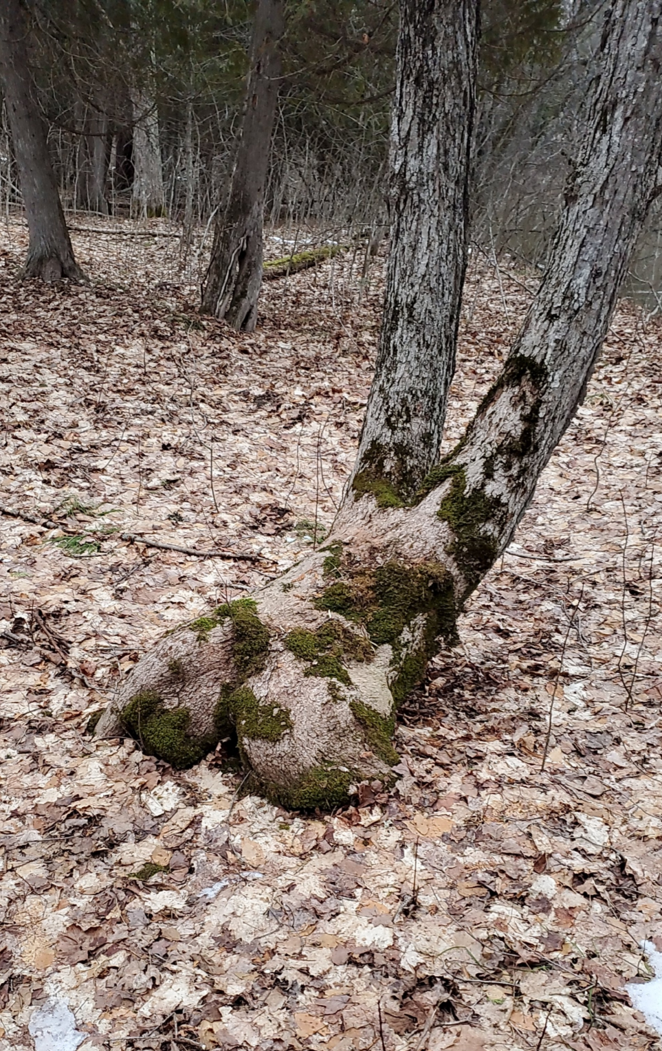Ass Tree Blank Meme Template